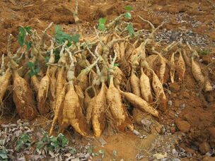 Korijen Kudzu